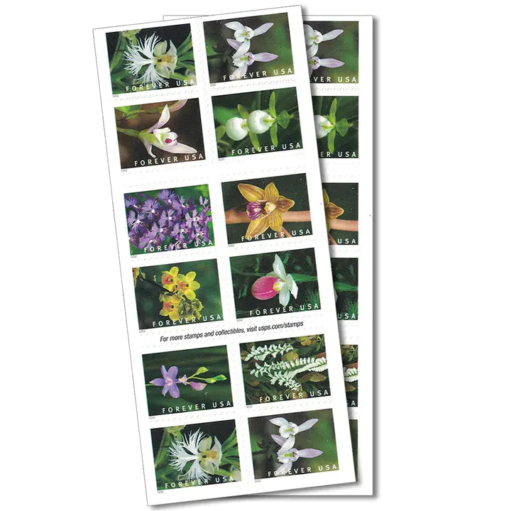 Wild Orchids 100pcs(5 sheets)