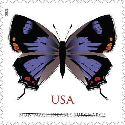 Colorado Hairstreak 2021