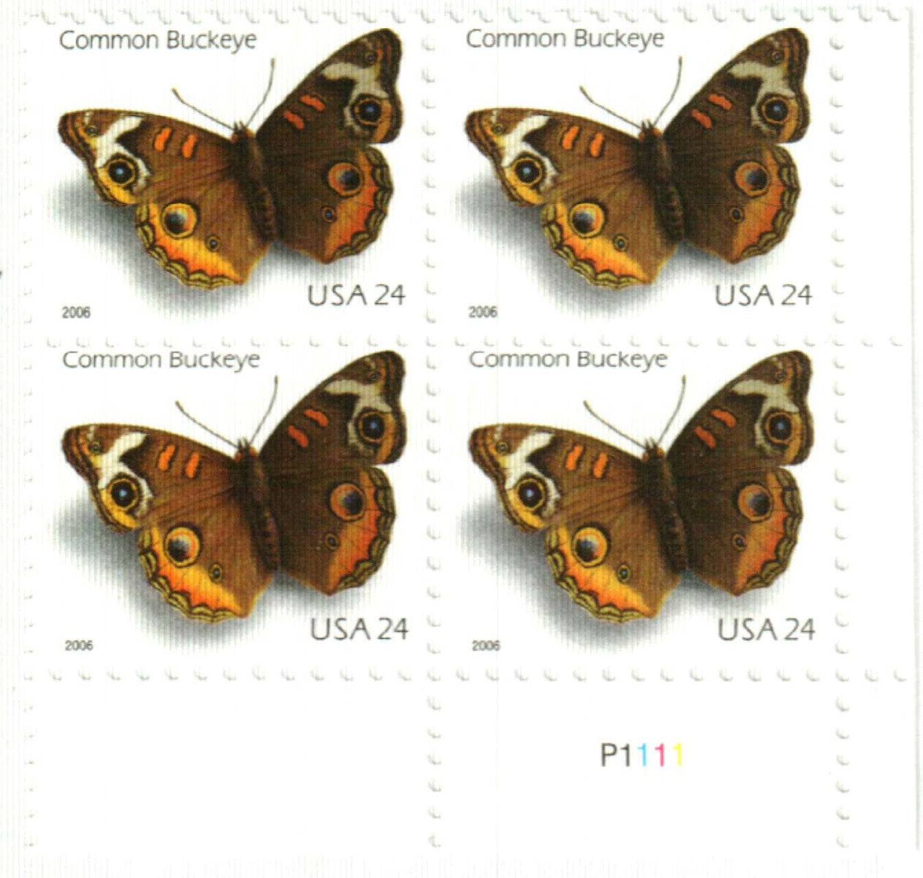 Common Buckeye Butterfly 2006