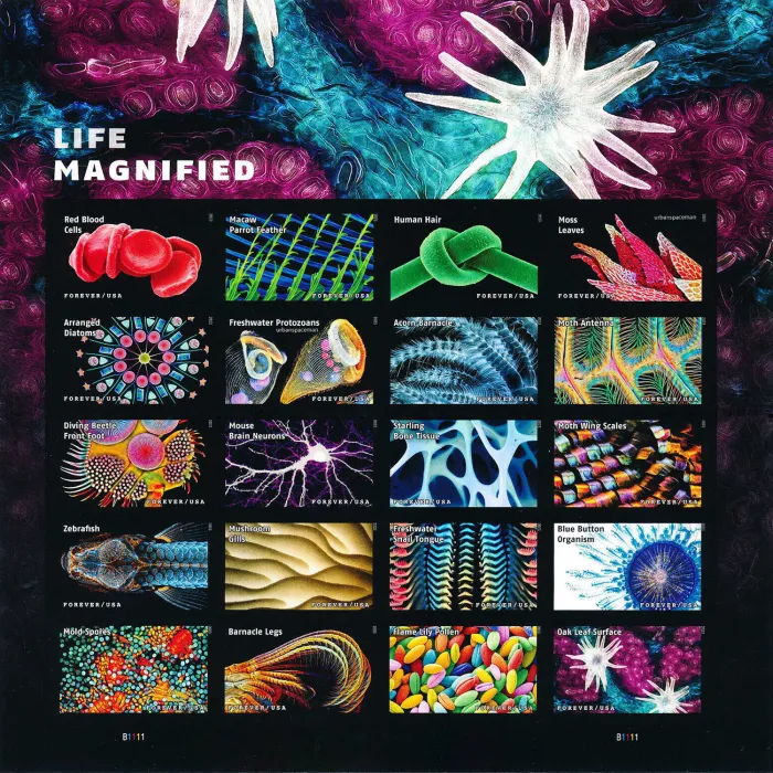 Life Magnified, 100 Pcs