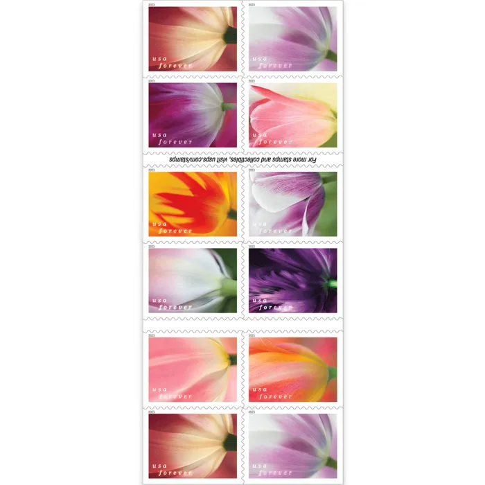 Tulip Blossoms 100pcs (5 sheets)