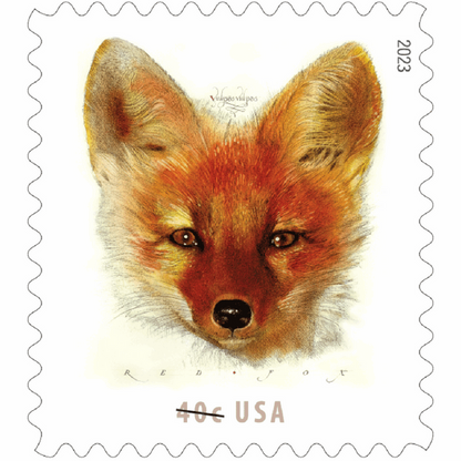 Red Fox 2023